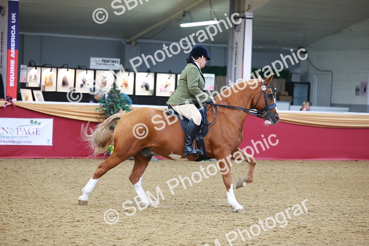 SBM_10669 - Class 103 - HOYS Veteran Qualifier - Ridden Pre Vet