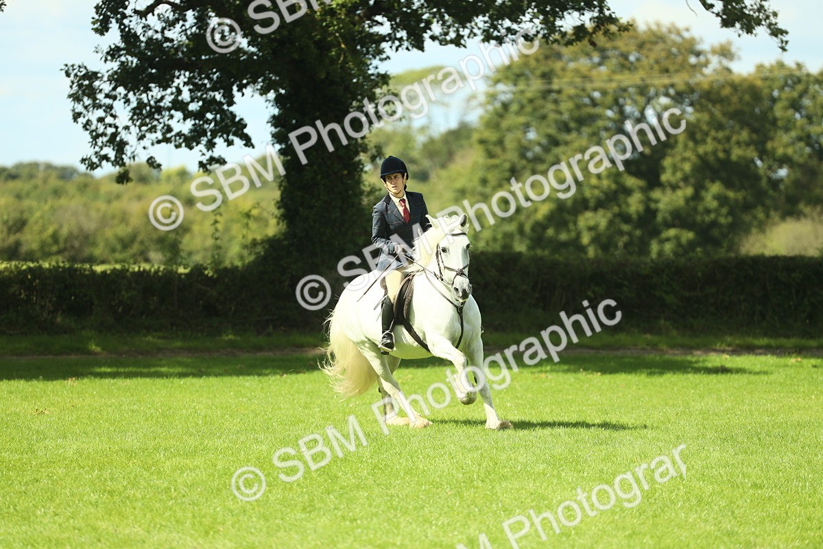 SBM_42929 - S30 - M&M Working hunter Pony