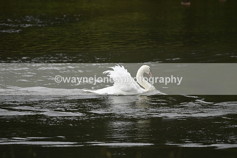 WJ7_7495 - Time at Water 10:28 to 11:05