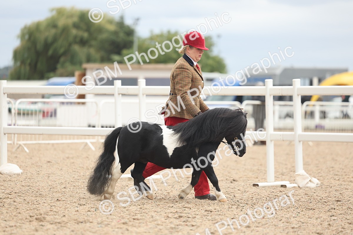 SBM_19240 - Class 317 - IH Pure Bred Horse-Pony