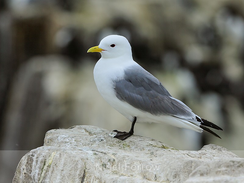 Kittiwake on rock, Farne Islands - Kittiwake