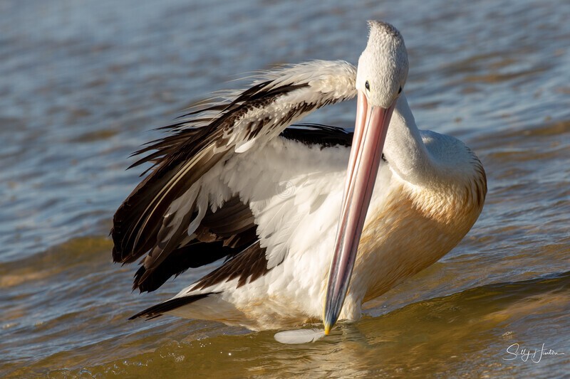 Pelican Preening