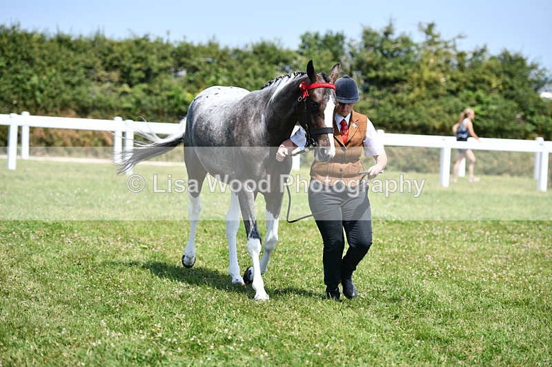 DSC_7534 - Class 63: Coloured Horse Youngstock