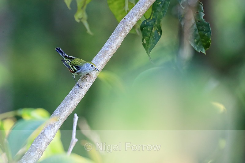 Chestnut-sided Warbler, Osa Peninsula, Costa Rica - Chestnut-sided Warbler