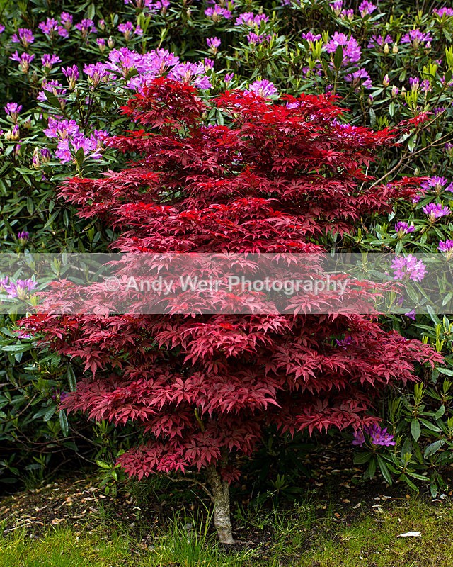 20140525-3K8A1688 - Plants & Flowers