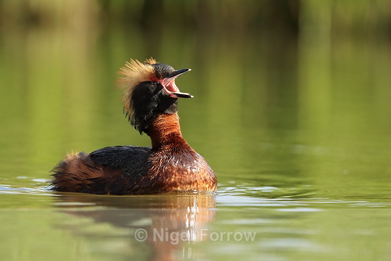 Slavonian Grebe, wide open bill, Lake Myvatn, Iceland - Slavonian Grebe