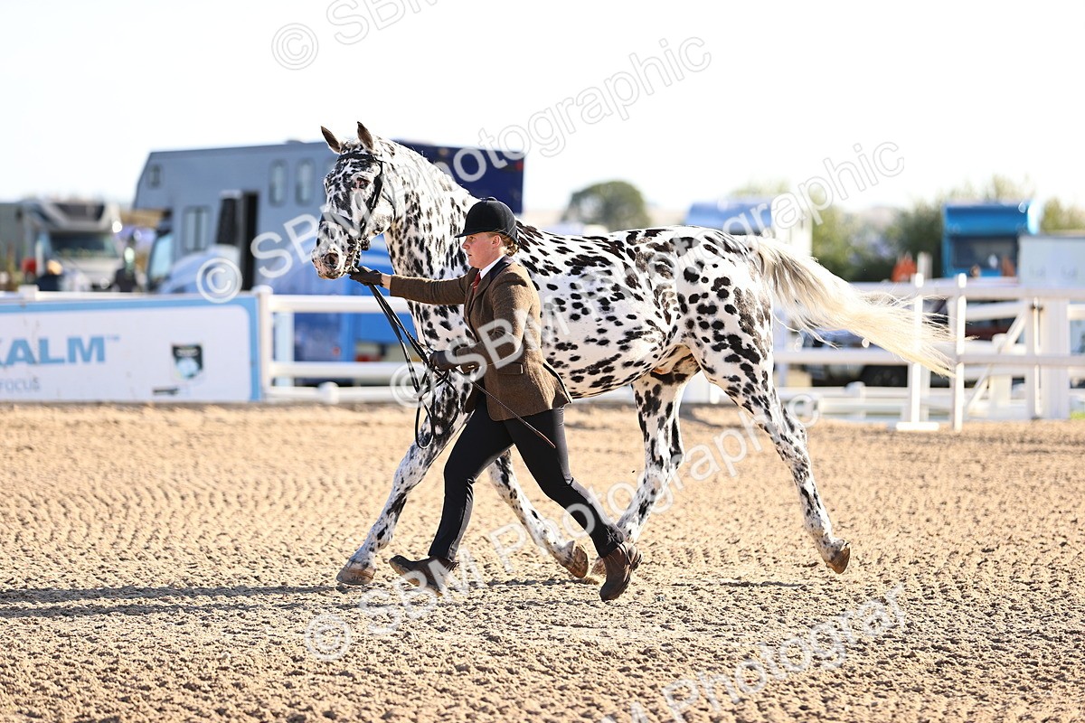 SBM_08376 - Class 401 - IH Veteran Horse