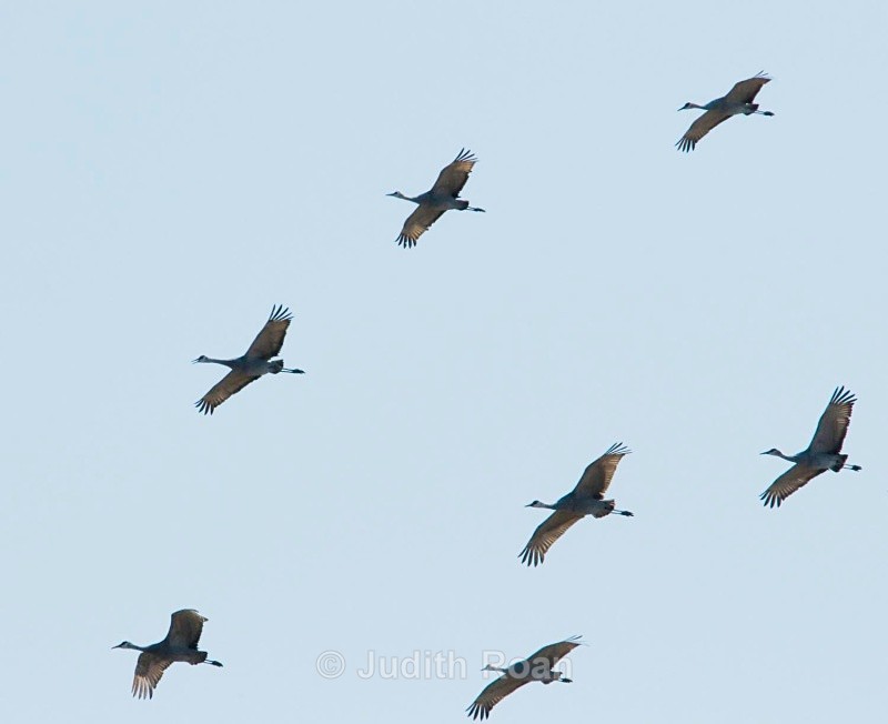 Sandhill Crane in flight - Birds