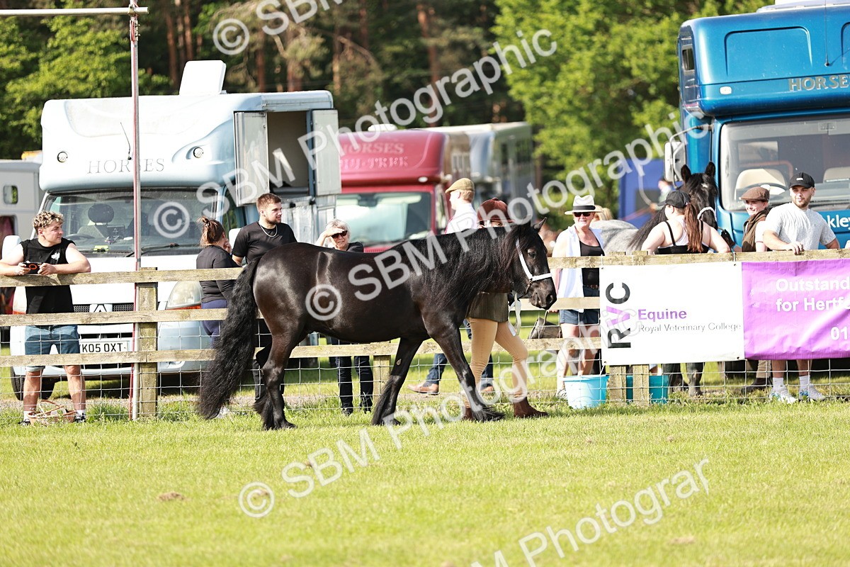 SBM_00794 - Class 14-23 - Mountain & Moorland In Hand Non Welsh
