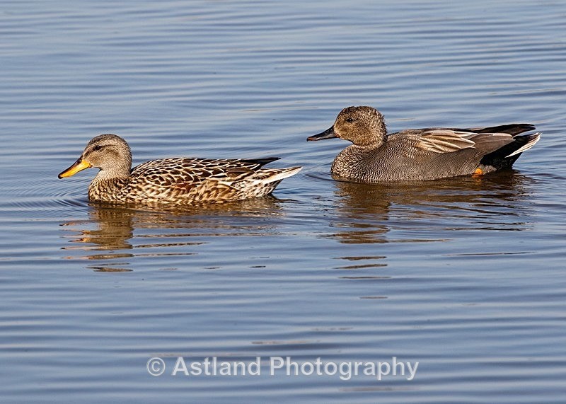 Astland Photography, Bird and Wildlife Images, Susan and Peter Wilson, U.K.