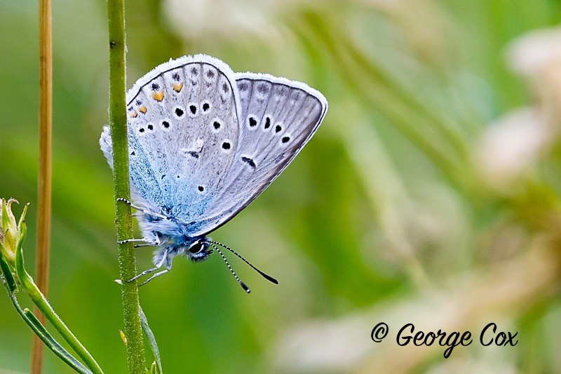 amandas blue pyrenees