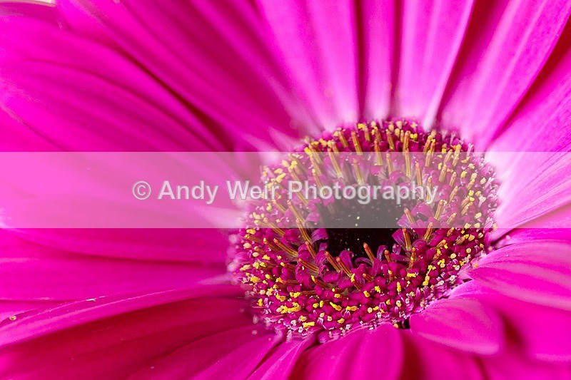 170709-Plants  Flowers0004-2-4966 - Plants & Flowers