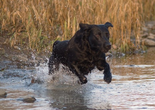 16 - Heney Gundogs