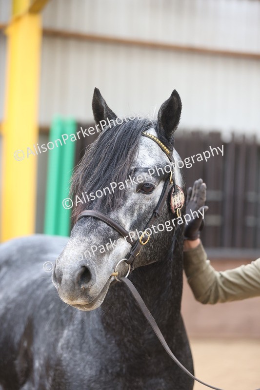 20251109-1019 - Class 27 - Stallions 4 Years and over