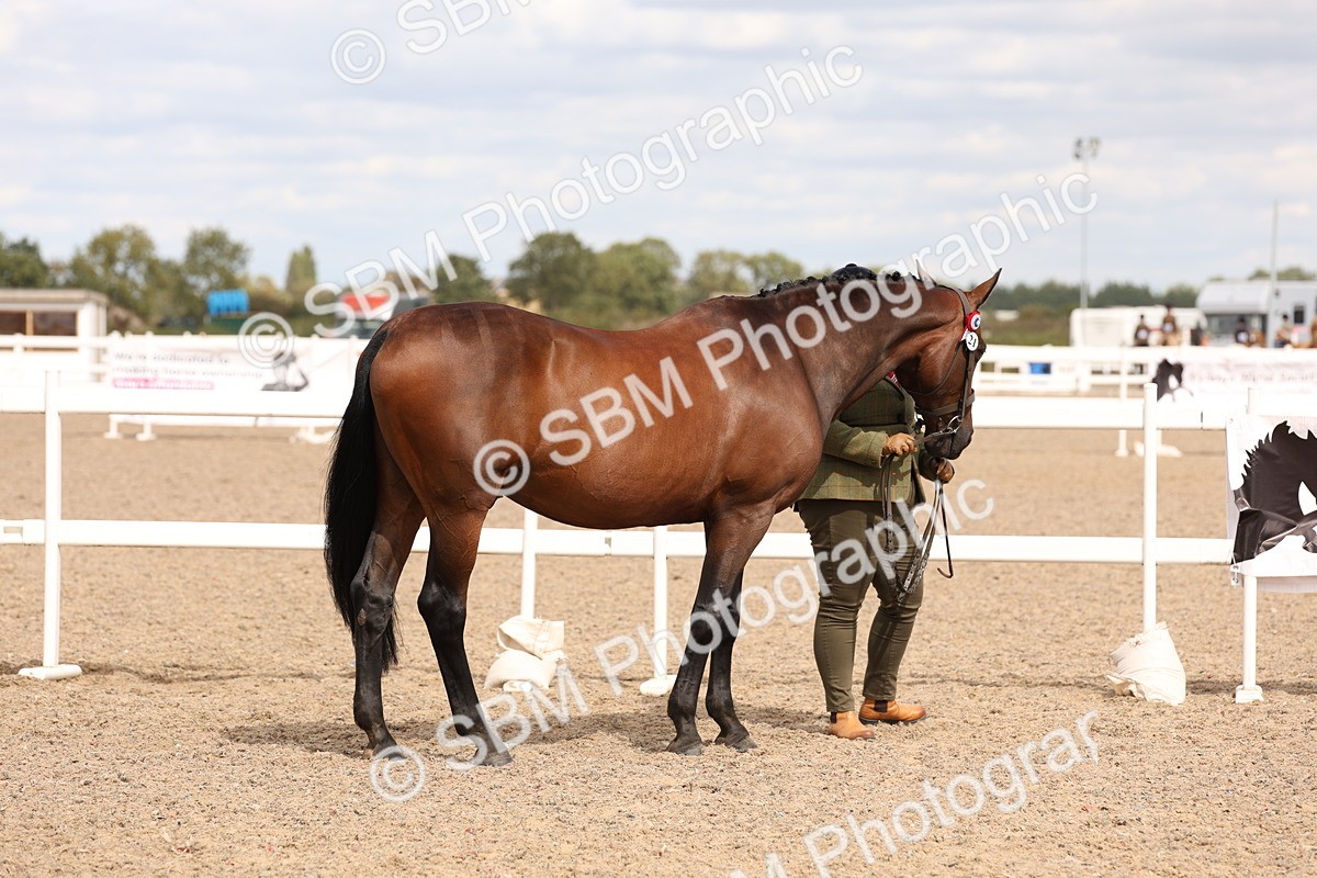 SBM_15351 - Class 210- IH Show Horse
