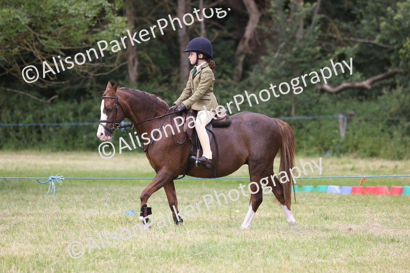 20260614-3155 - Class 22 - Open Working Hunter