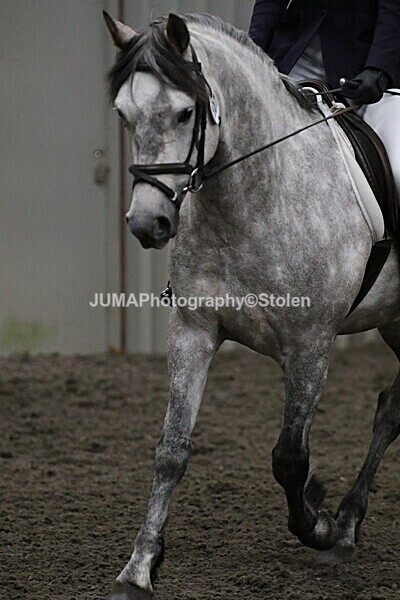 SIAL4027 - CAbin Dressage 5th july 2025