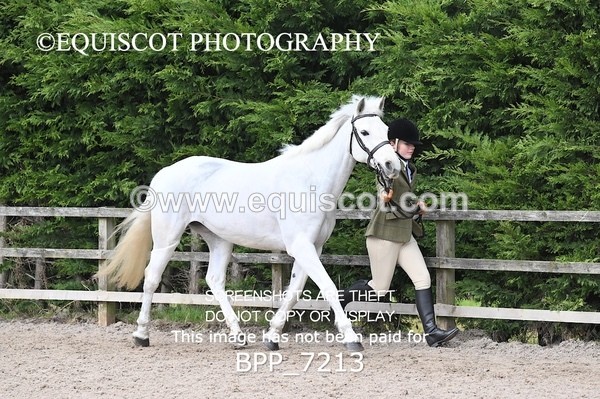 BPP_7213 - RING 1  (RIDDEN HORSES / IN HAND / VETERAN ETC)