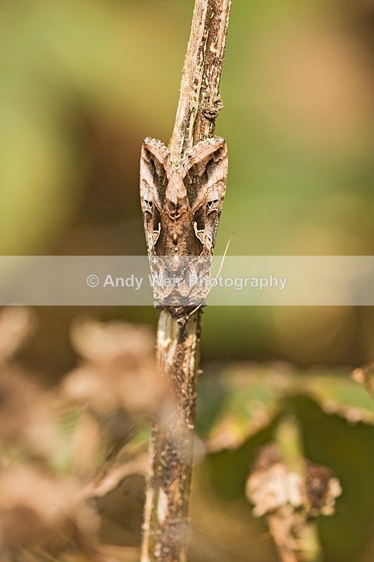 20080913-013 - Butterflies & Moths