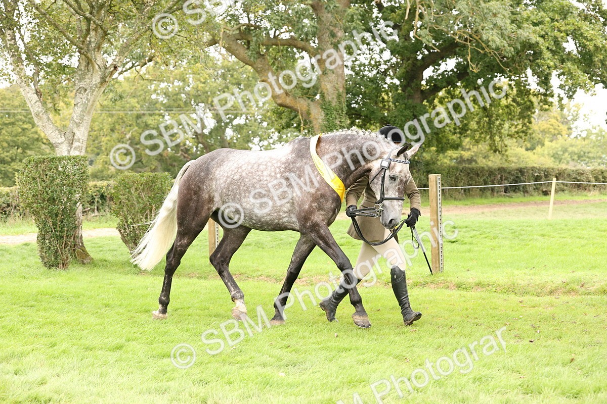SBM_60856 - In Hand Horse Supreme Championship