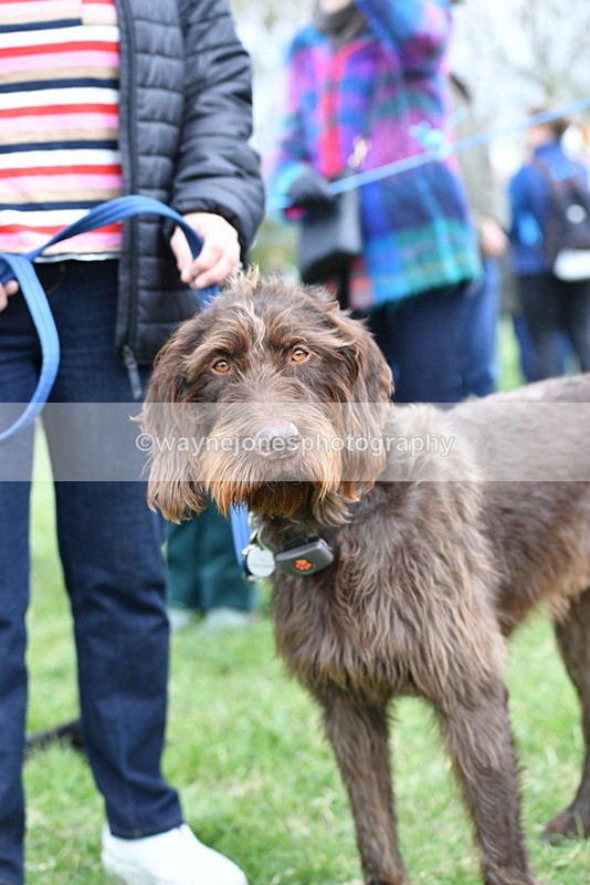 WJ5_9267 - Class 1 Best Cross Breed / Heniz 57