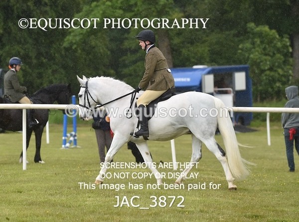 JAC_3872 - 55cm WORKING HUNTER