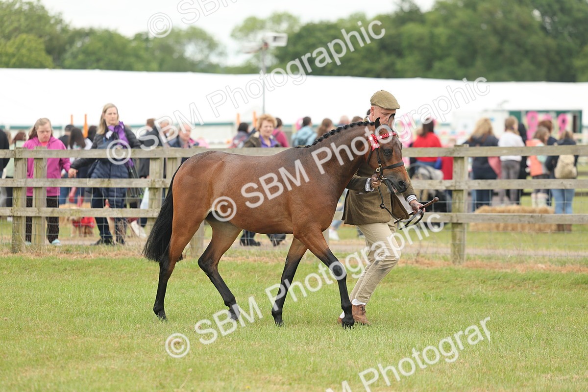 SBM_05442 - Class 68-73 - Riding Pony Breeding