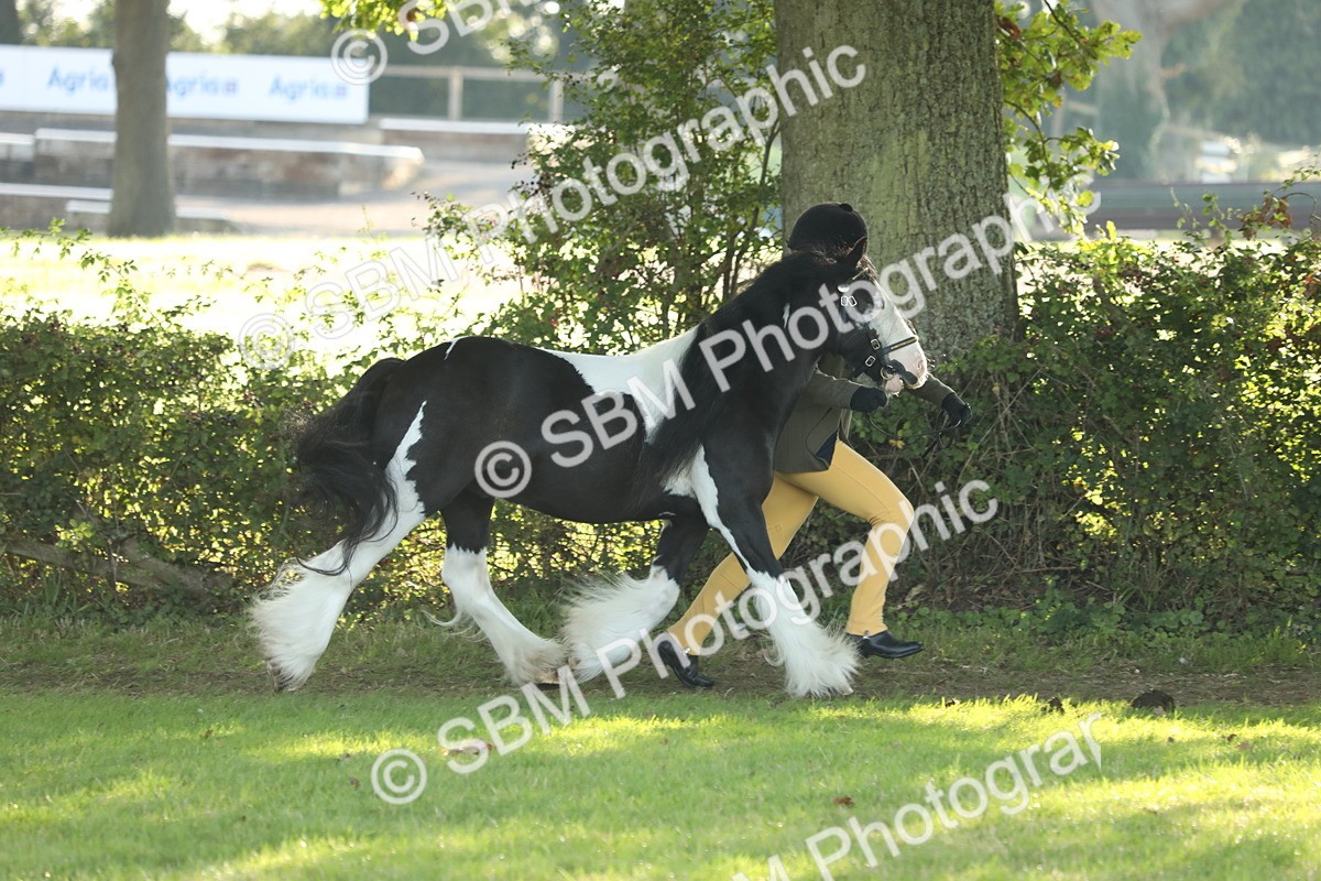 SBM_60860 - S43 - Coloured Pony In Hand