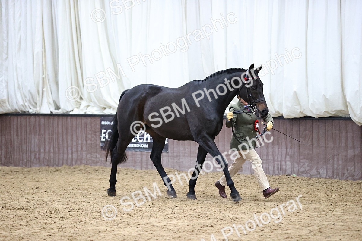 SBM_5792 - Class 3 - BSHA In Hand Show Hunter