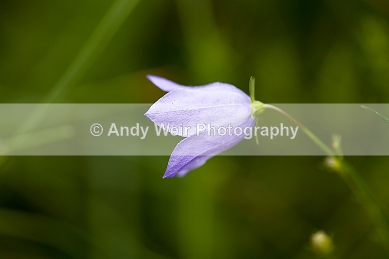 20120812-_MG_9533 - Plants and Flowers