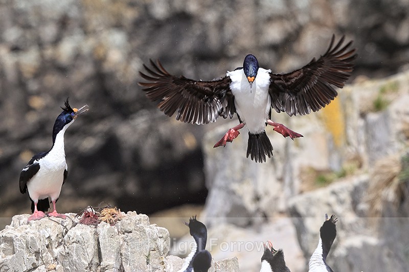 Imperial Shag landing at colony, Cape Bougainville, Falklands - Imperial Shag