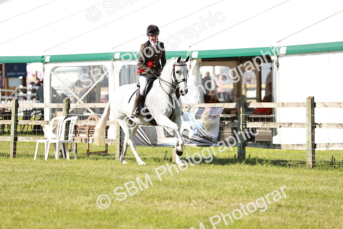 SBM_18955 - Class 114 - RIHS & SEIB Open Working Show Horse