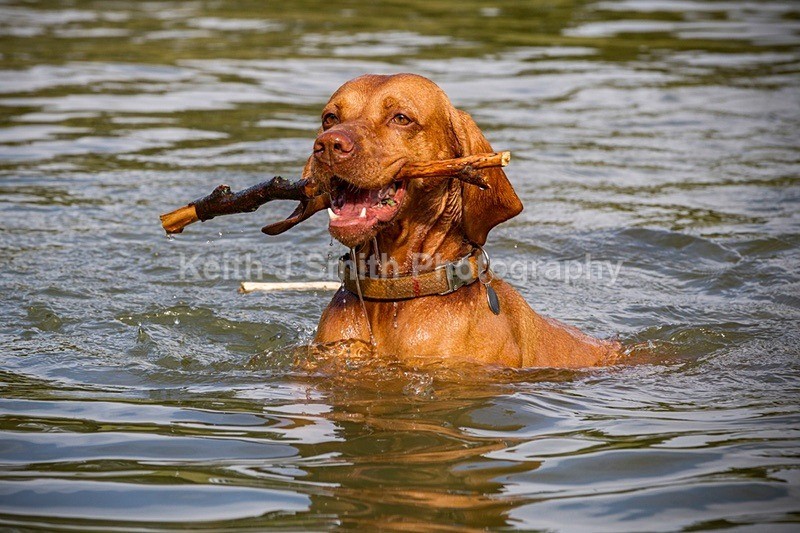 0KJS9373 - Dogs in Abington Park