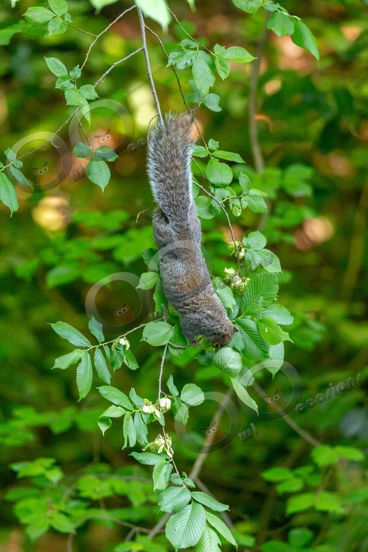grey Squirrel Sciurus carolinensis-5843 - UK Wildlife