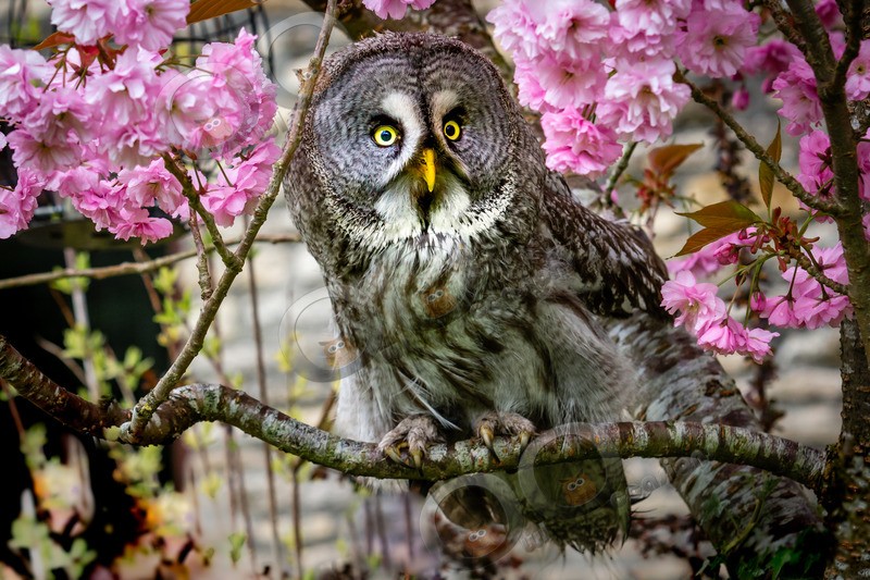 great grey owl stryx nebulosa-3788 - Owls of the World
