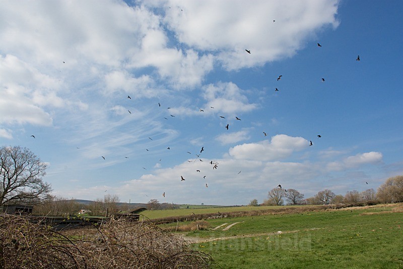  - Red Kites