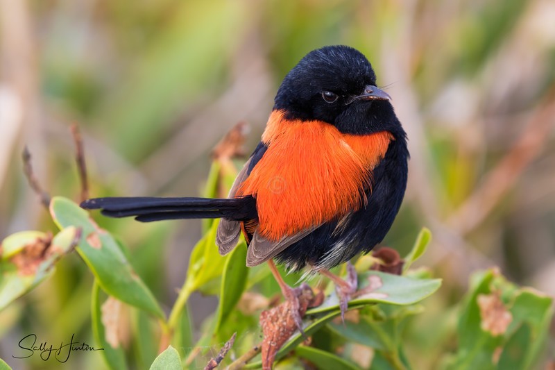 Red Wren Male 13