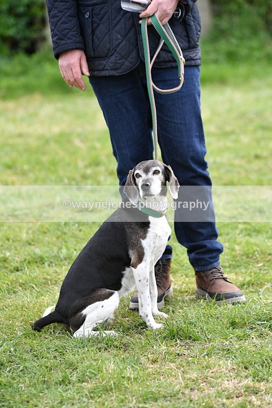 WJ5_0174 - Class 5 Best Veteran / 7 years & over