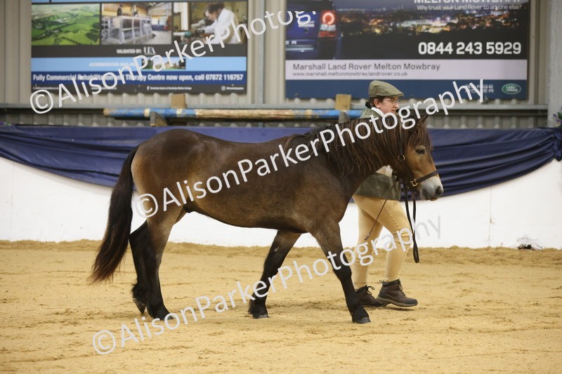 20260913-1042 - Class 109 - Bred On Exmoor In Hand