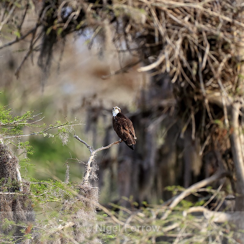 Osprey perched in tree clearing, Blue Cypress Lake, Florida - Osprey