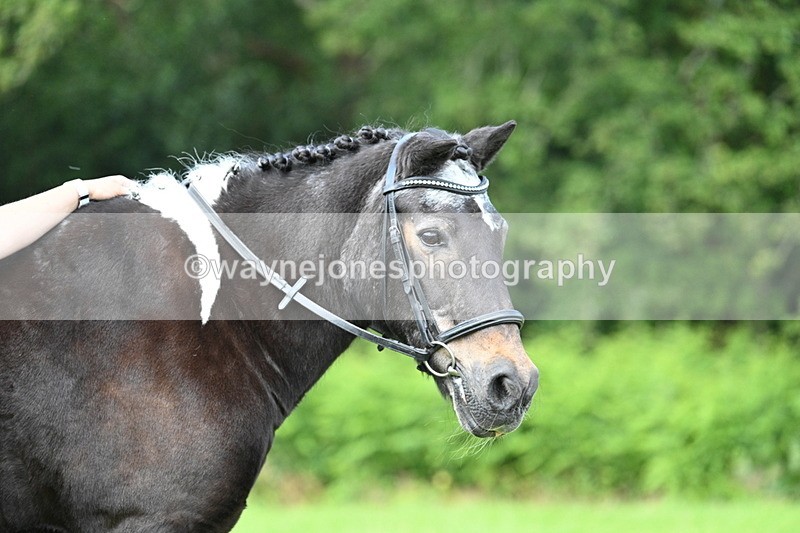 WJ7_1671 - Class 11 Condition & Turnout