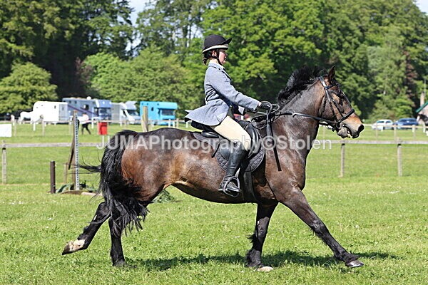 IMG_4549 - Working Hunter