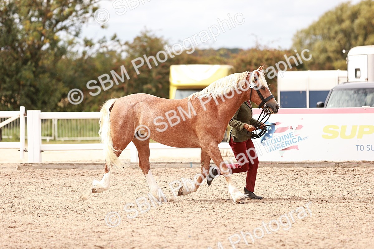 SBM_16314 - Class 413 - Best Condition - Adult