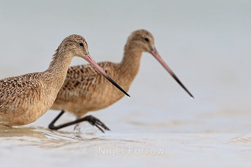 Two Marbled Godwits wading together, Fort De Soto Park, Florida - Marbled Godwit