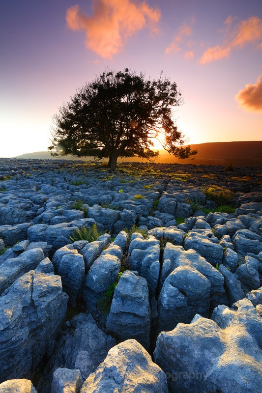 Lone Tree at sunset, Soutersacales, Yorkshire Dales.   ref 5166 - The Pennines and Cumbria
