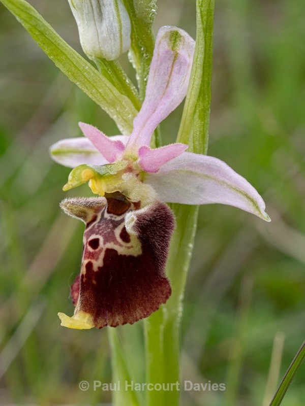 Apennine Late Spider orchid (Ophrys dinarica also Ophrys fuciflora ssp dinarica). - Wild Orchids - 1