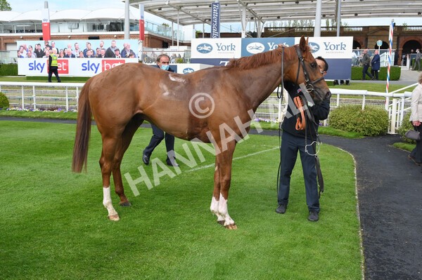 yr12052021r6-40 - Race 6 4.15pm British Stallion Studs EBF Novice Stakes