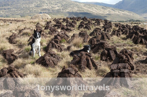 Dogs in a Bog, Connemara, Co.Galway, Ireland - IRISH FARM ANIMALS