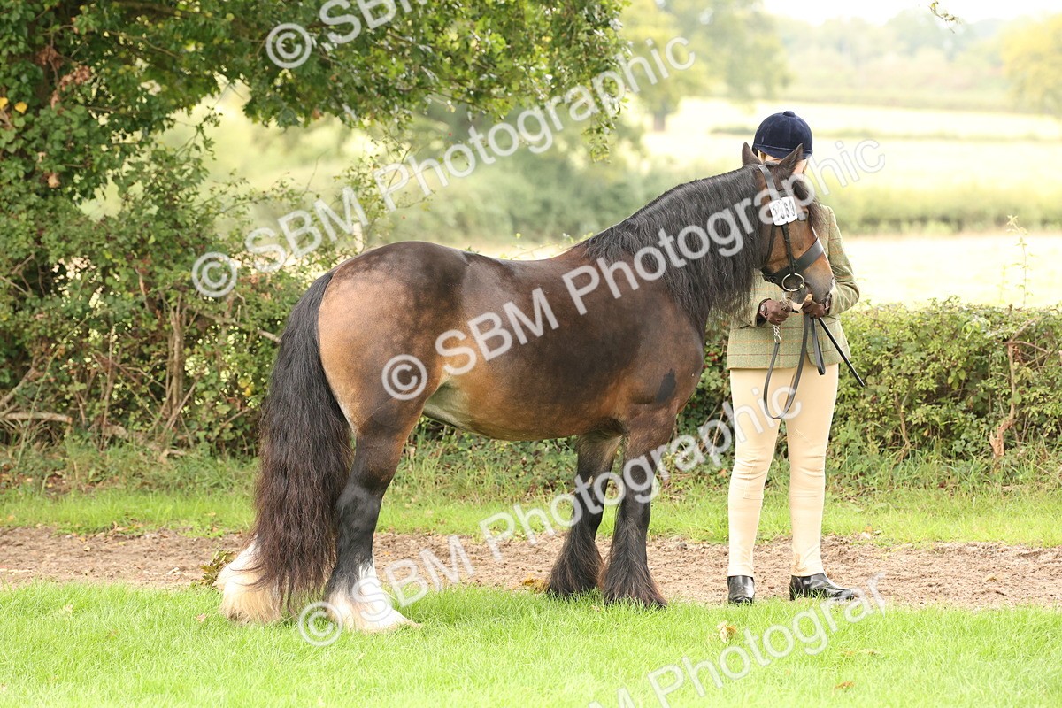SBM_59248 - S57 - Traditional Cob In Hand