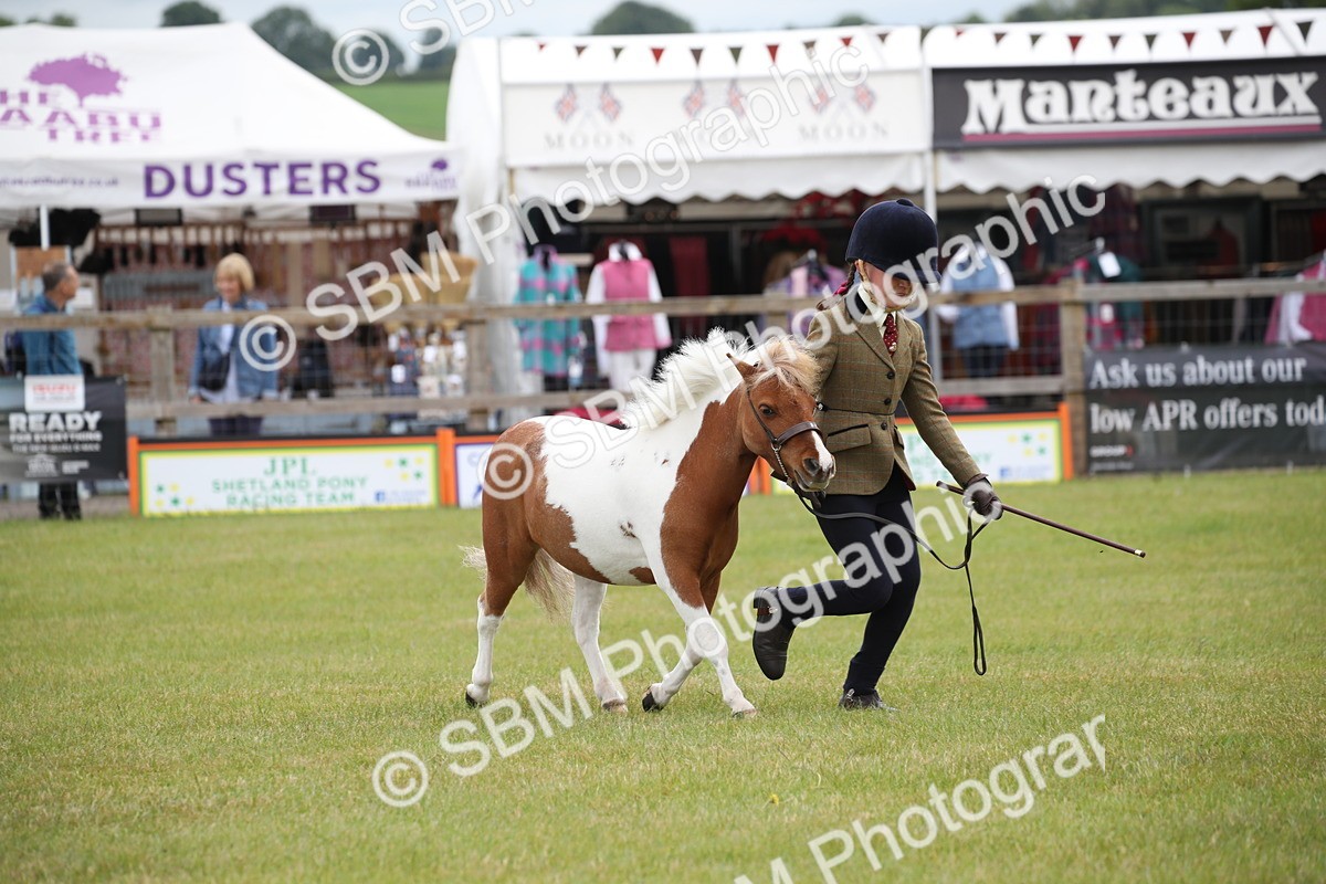 SBM_03954 - Class 23-25 - British Miniature Horse of the Year